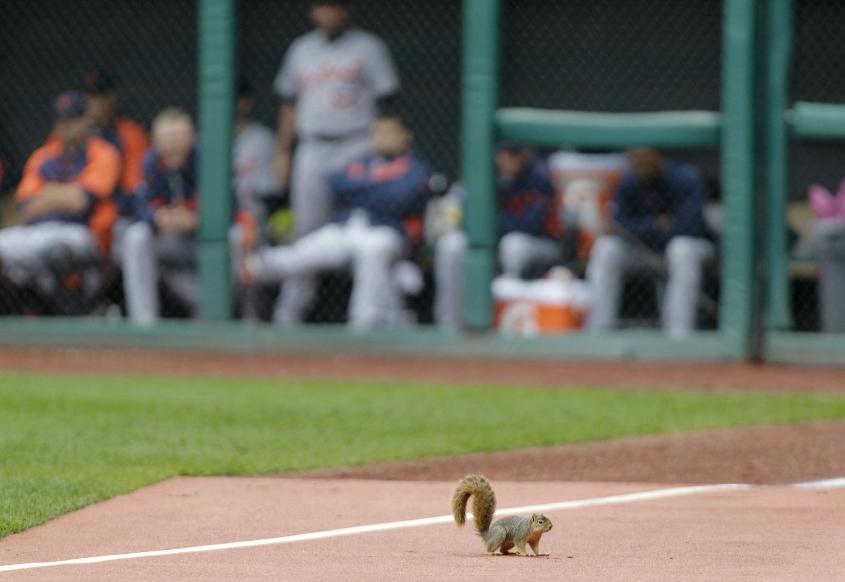 Tigers-Indians squirrel